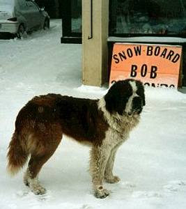 St. Bernard